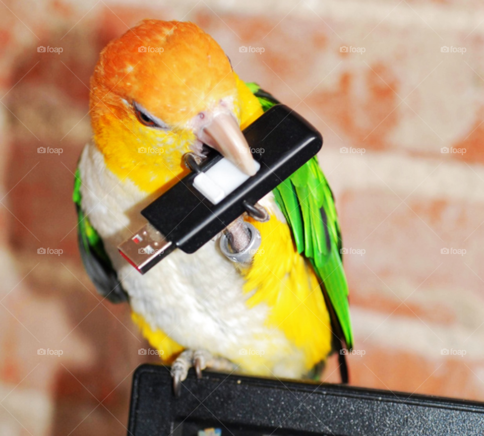 bird pet drive parrot by lightanddrawing