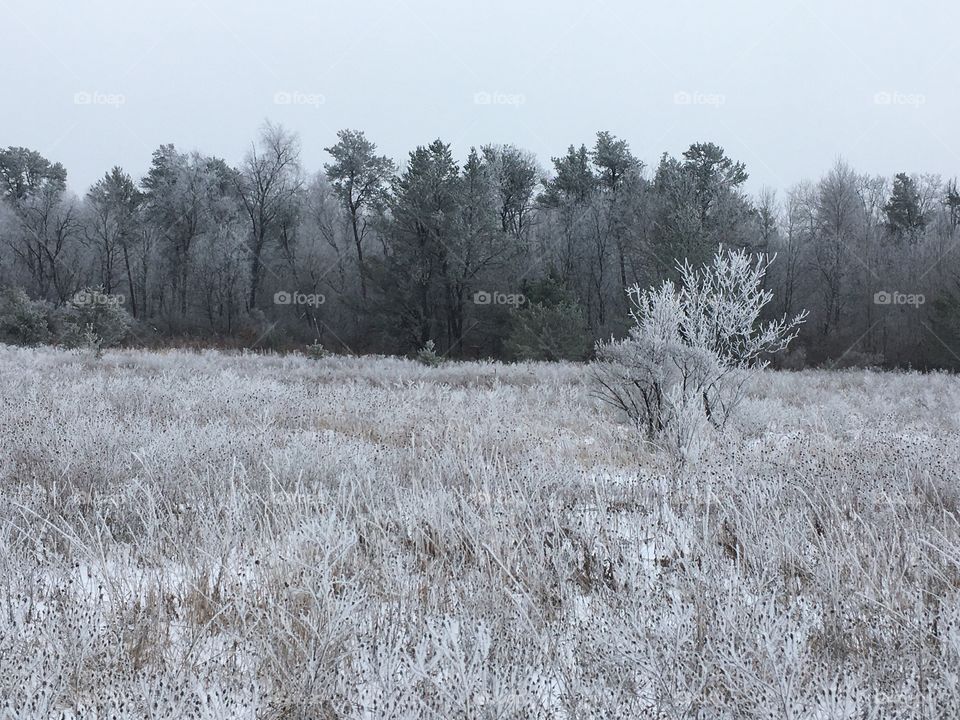 Frosty Field