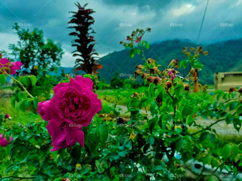 Beautifurl rose in garden, nature background