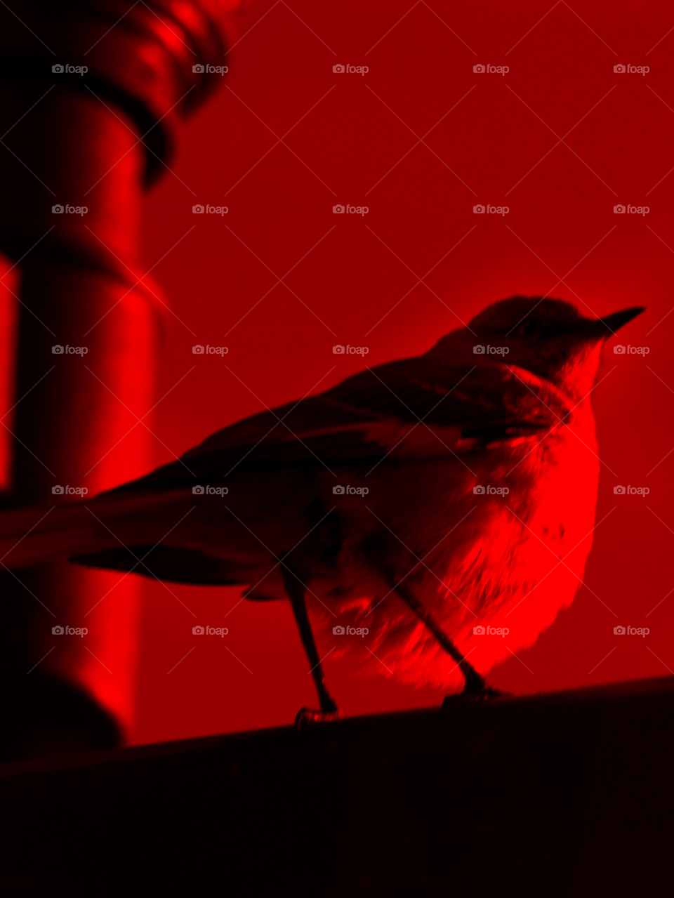 sky red bird silhouette by lightanddrawing