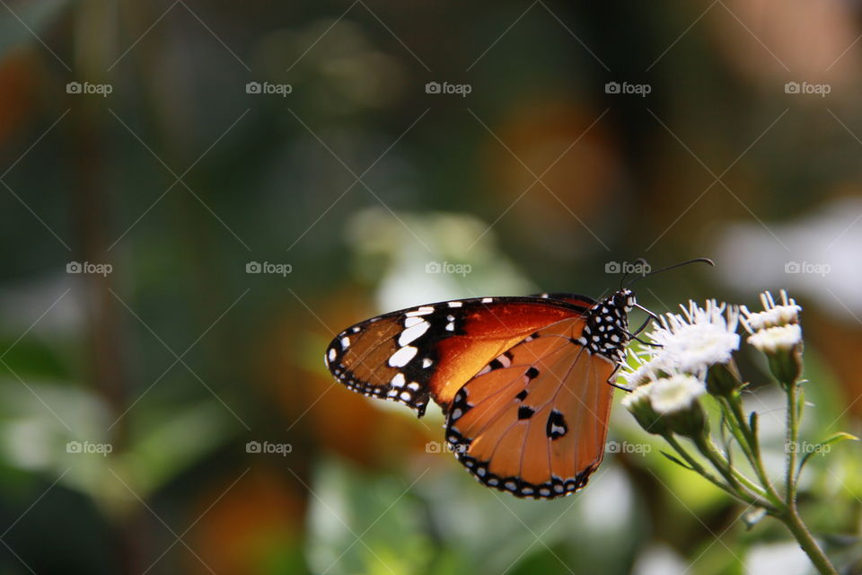 Orange monarch butterfly feeding on white tropical flower dark blurred backdrop