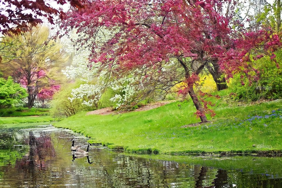 Pond and Pink Flower Trees

Landscape view of two goose birds in pond with blooming pink flowers tree branches in the park