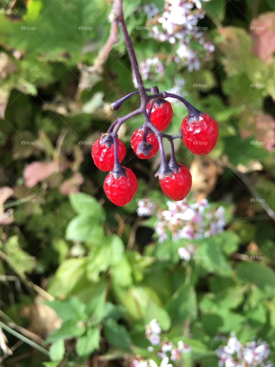 Deadly nightshade! Growing wild!