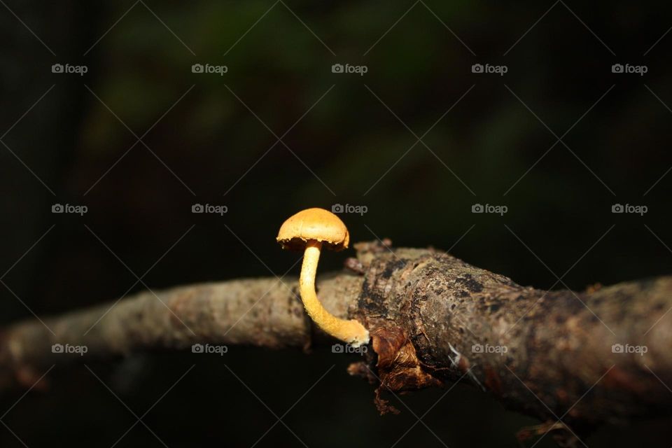 Mushroom growing on the tree