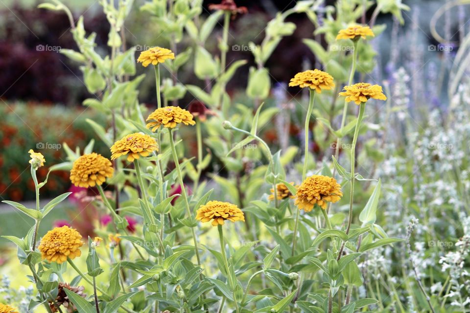 Yellow flowers