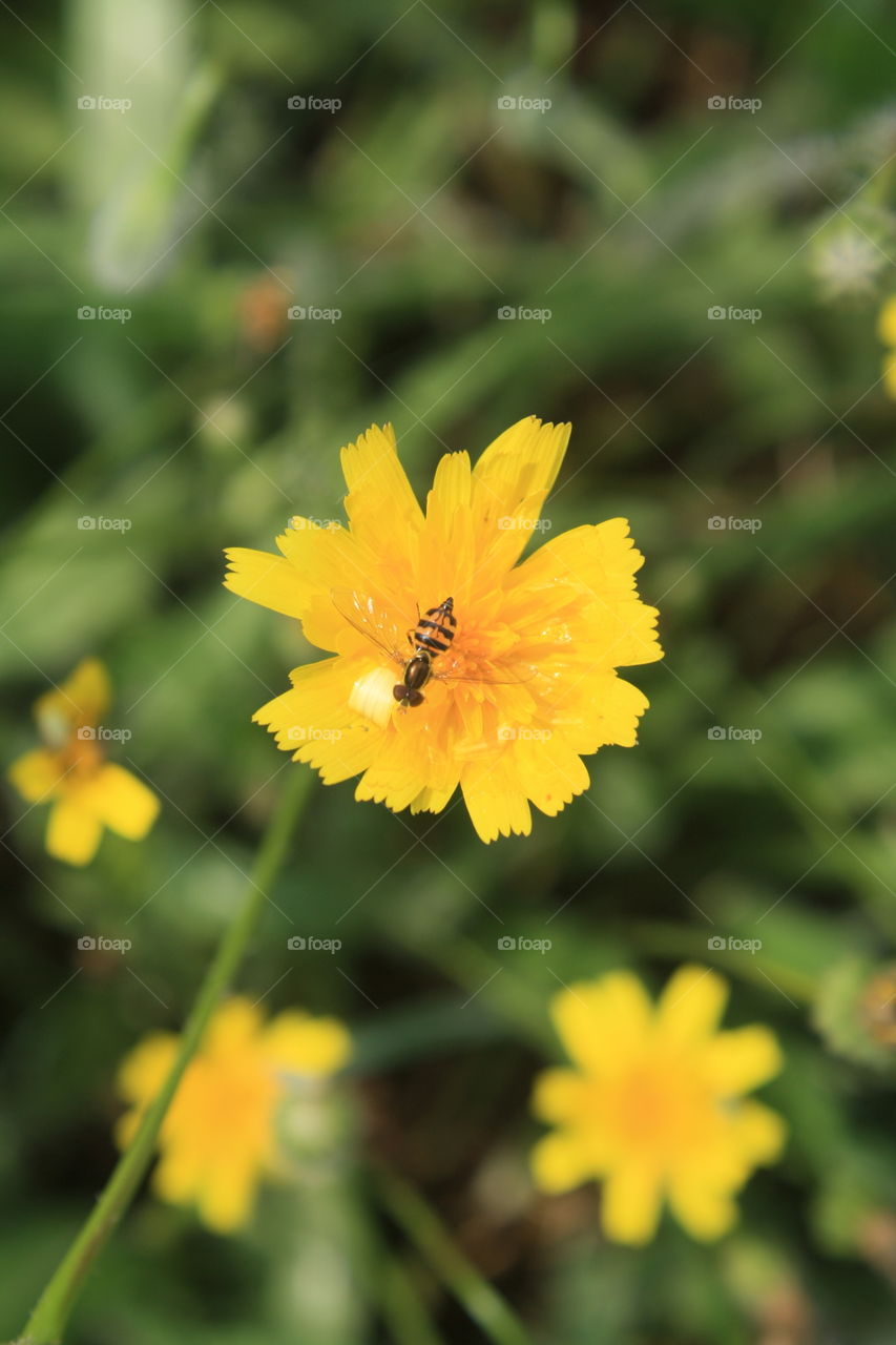 Yellow Dandelion with Small Wasp