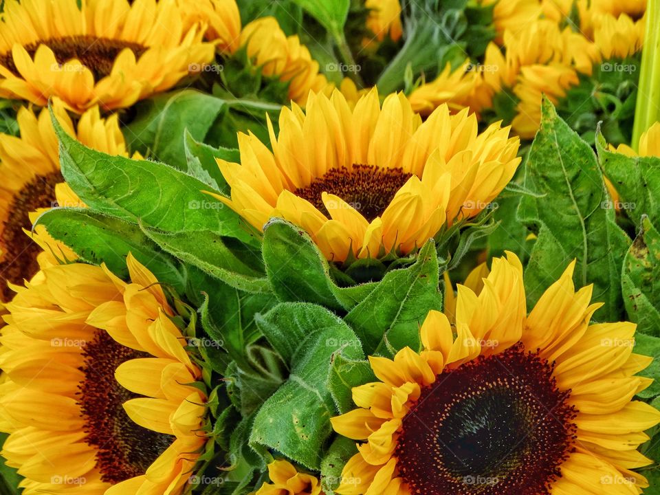 Brilliant Sunflowers