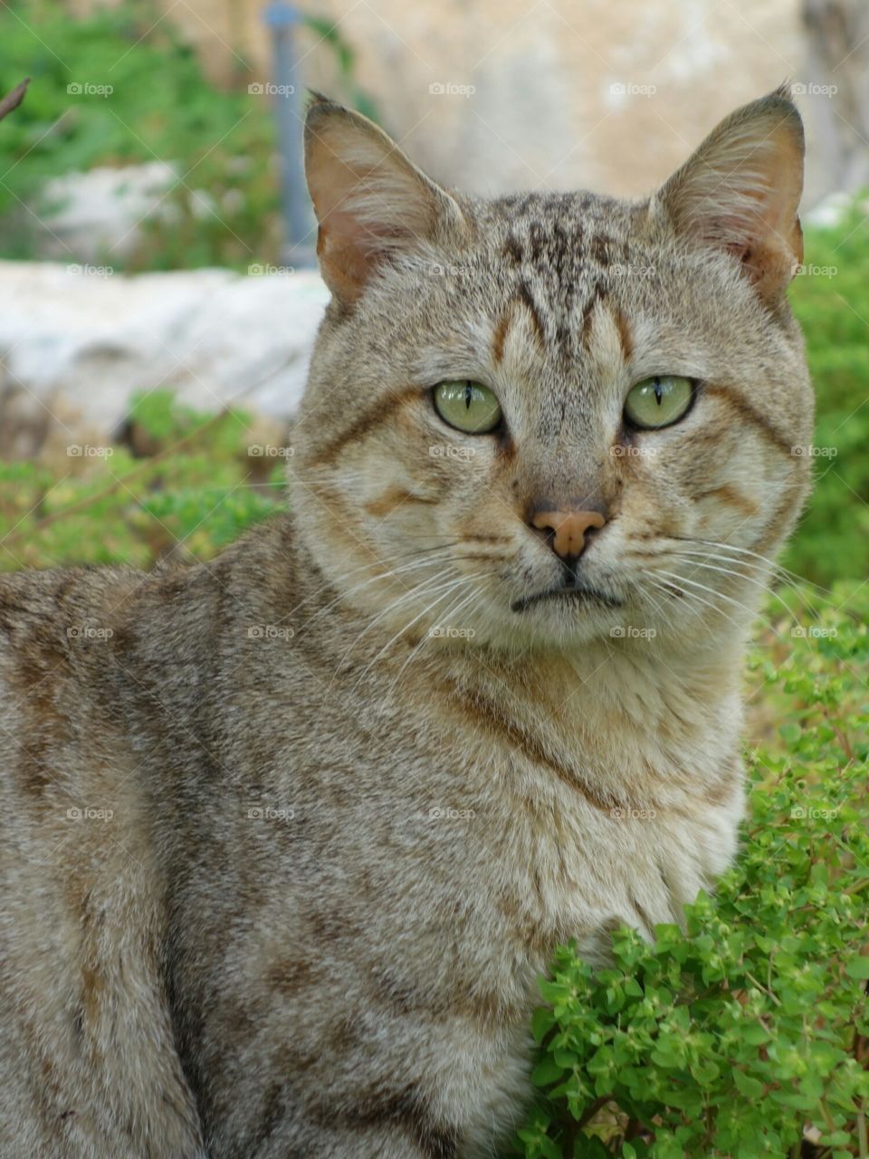 street cat