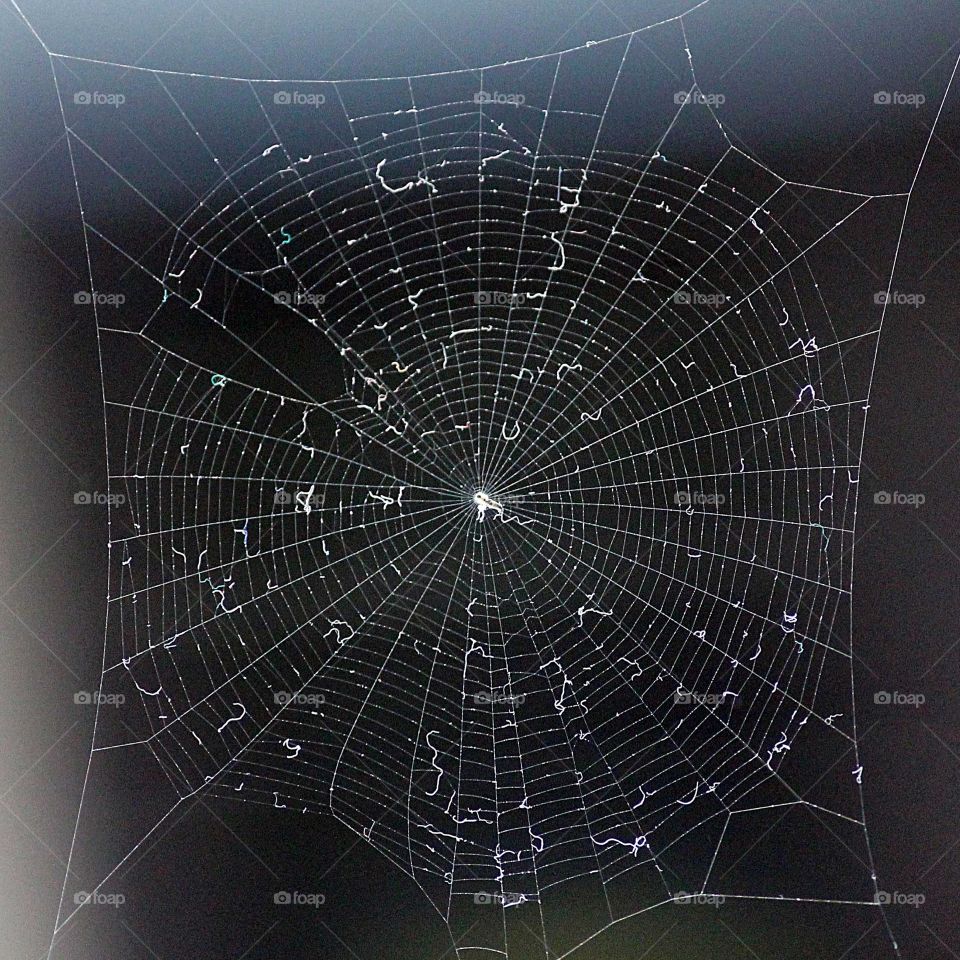 SPIDER WEB