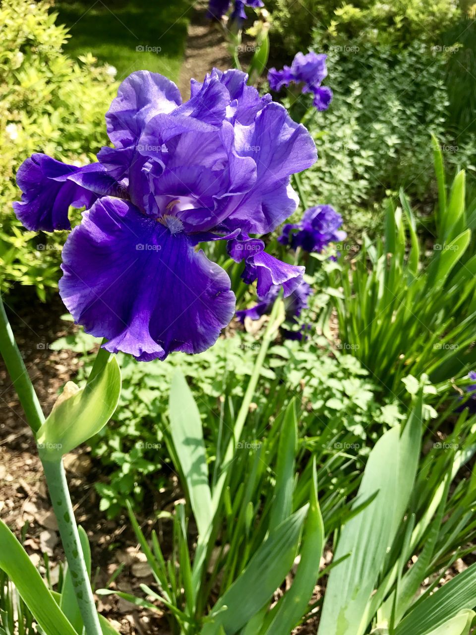 Violet Irises