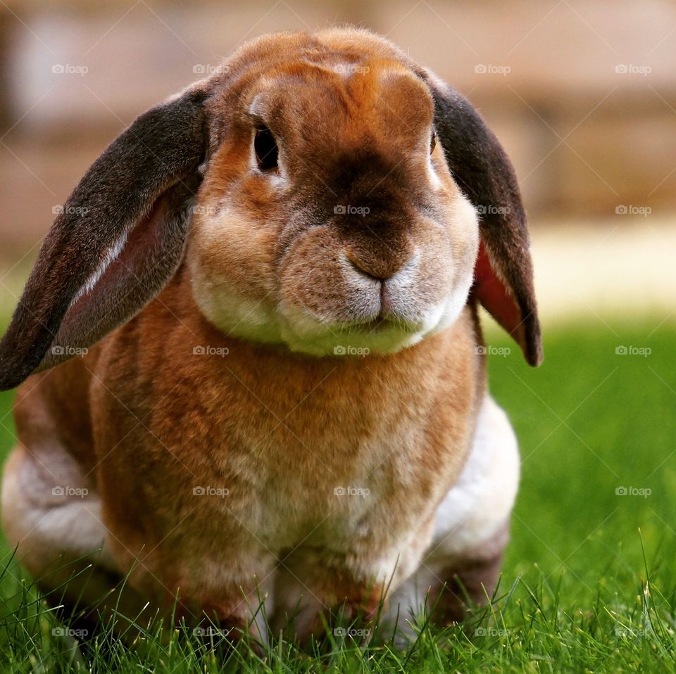 Mr. bunny 