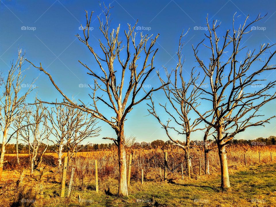 Three dead trees reflecting golden yellow sun against blue sky with golden grassland in the background