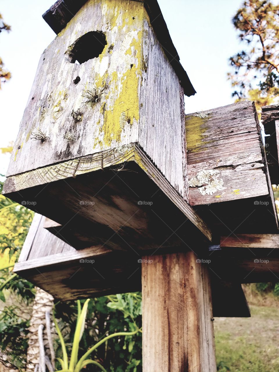 bird house