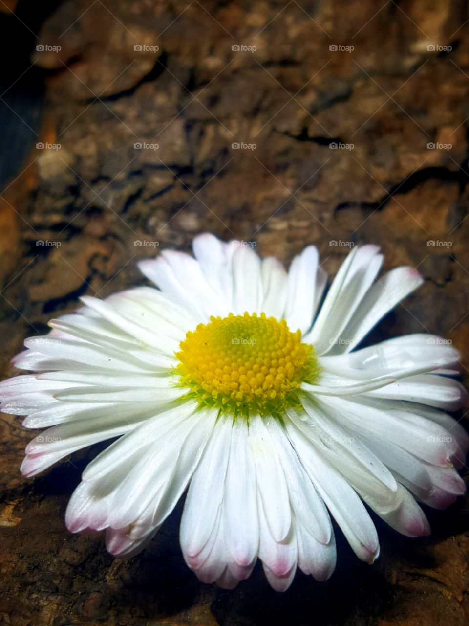 White flower on tree bark