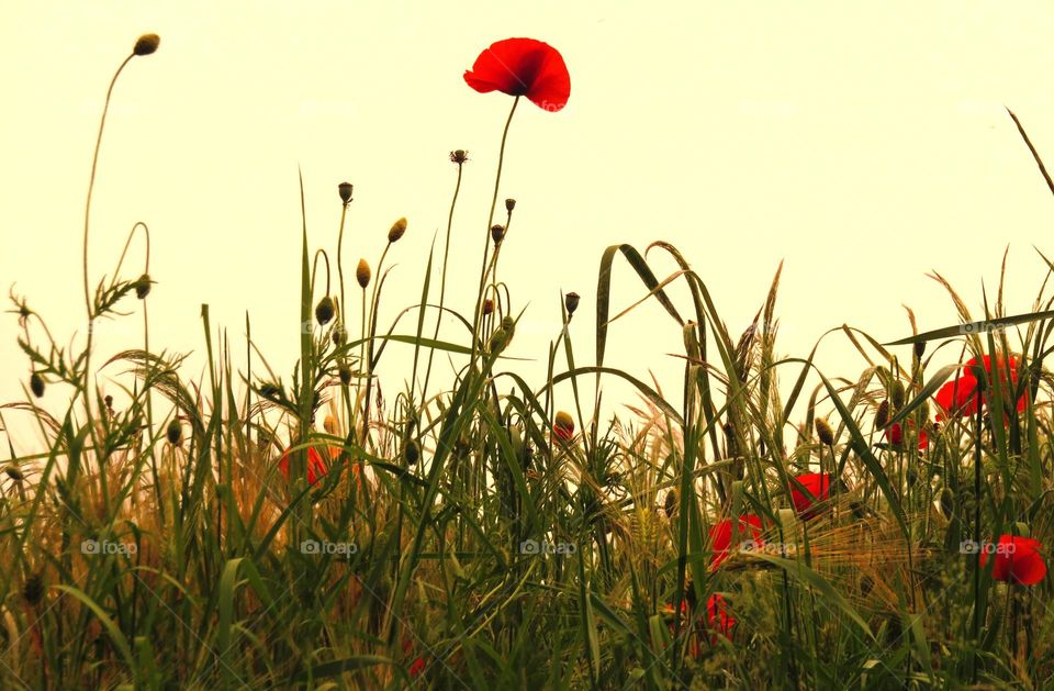 poppies