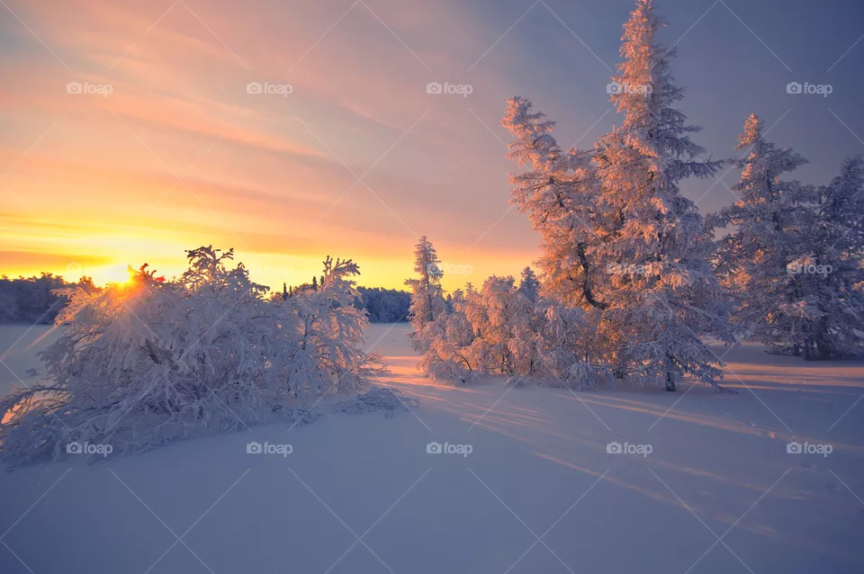 wintercolor