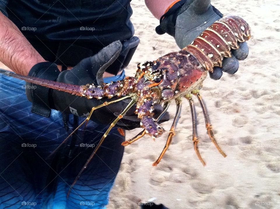 Spine Lobster Catch in Florida