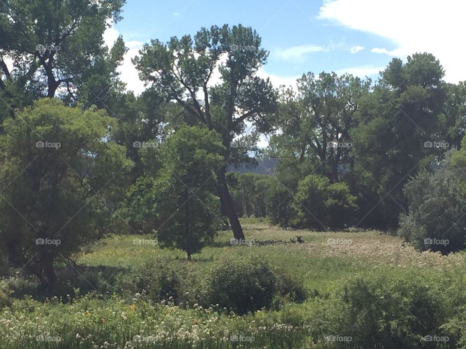 Tree, Landscape, No Person, Nature, Outdoors