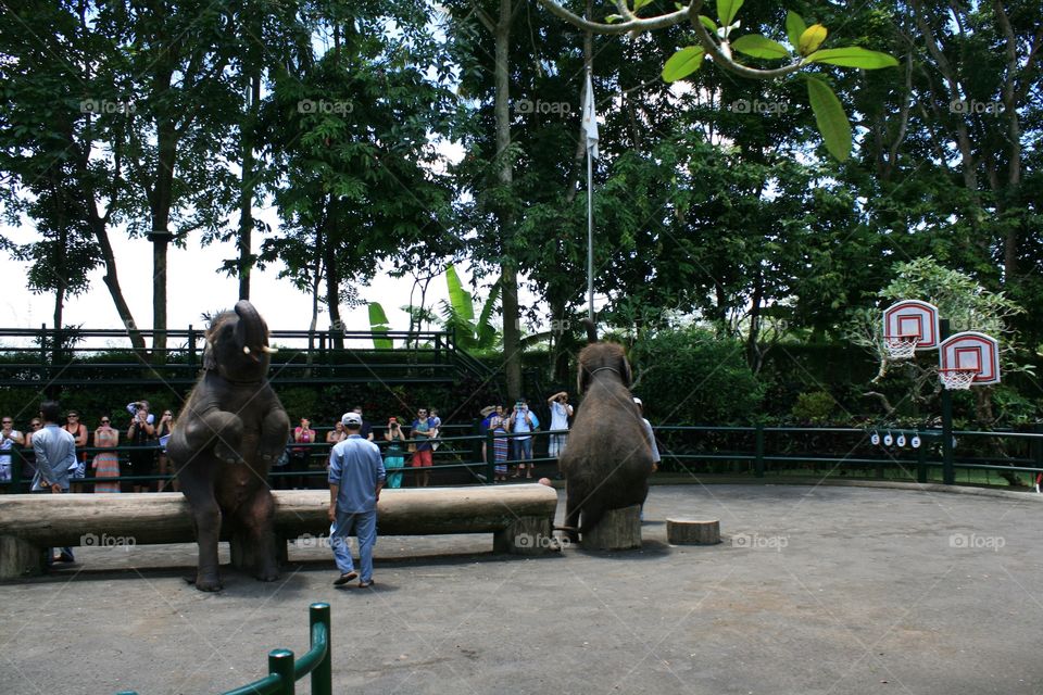 Elephants 