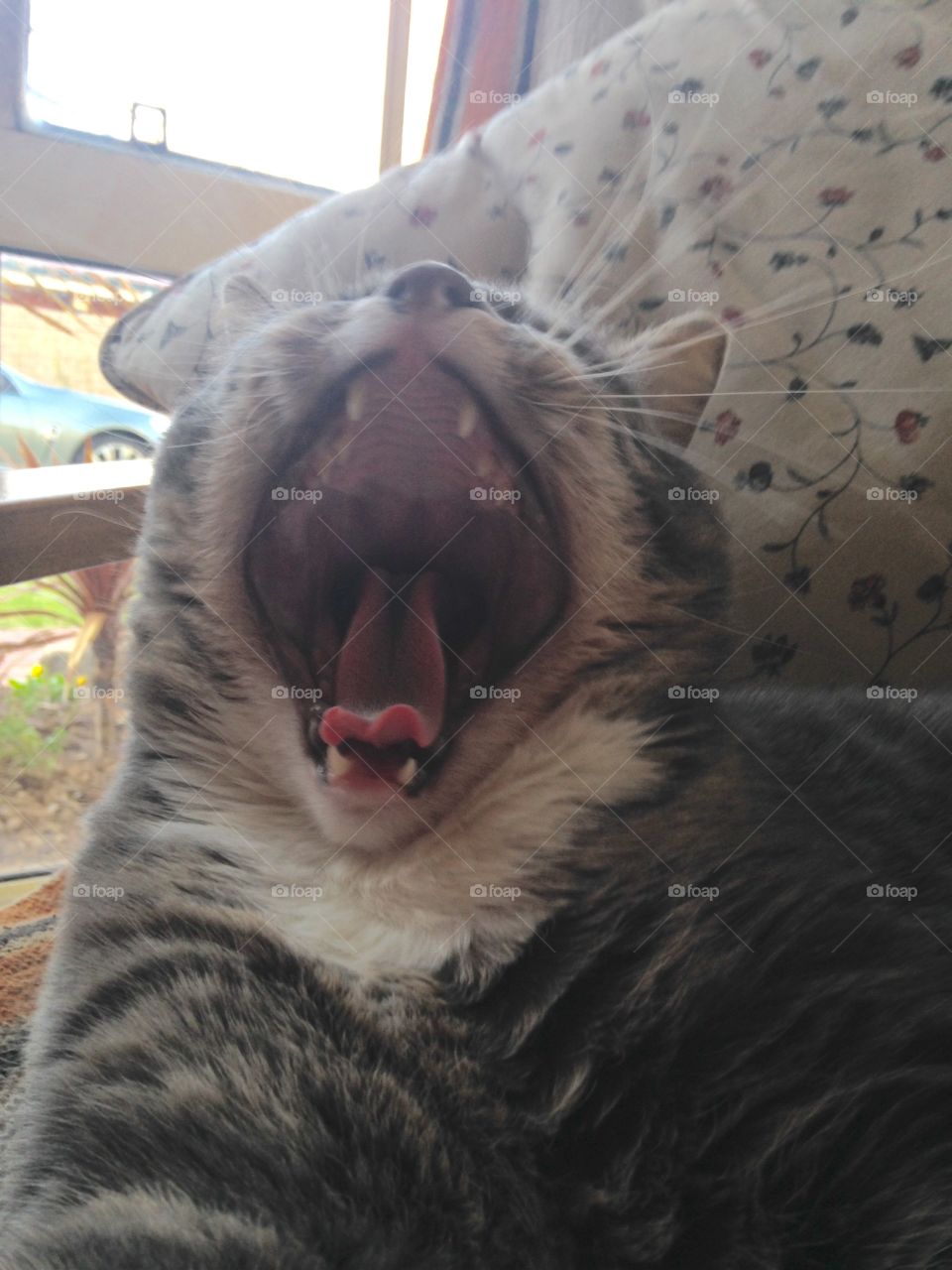 Yawning in action