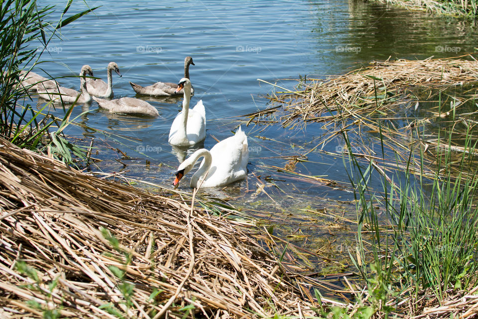 Swans and ducks on the lake