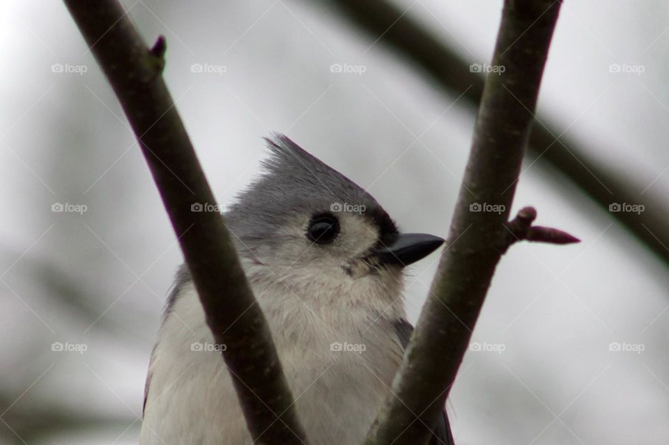 Branch framed Titmouse Profile