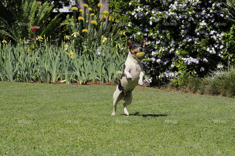 Jack Russell with tennis ball in garden