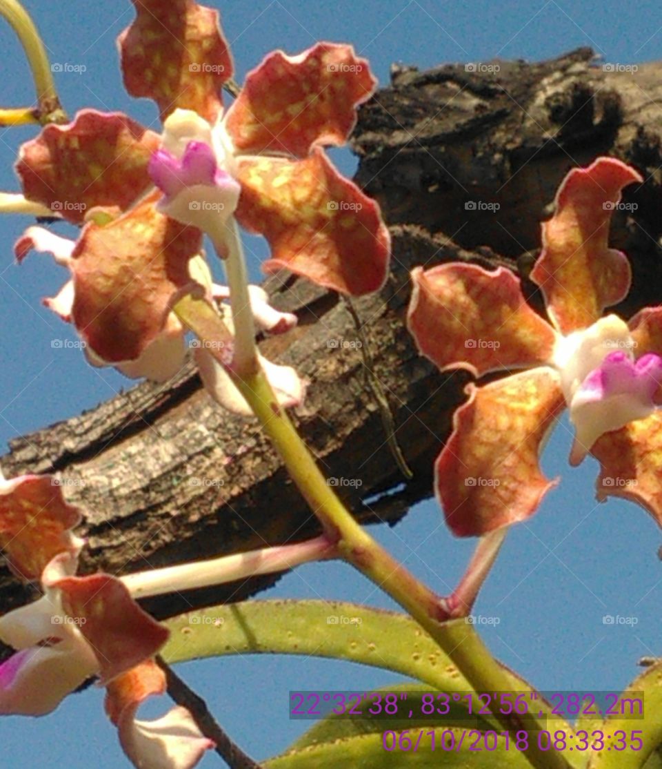 this is a very nice flowers in the forest of tree good colors.
