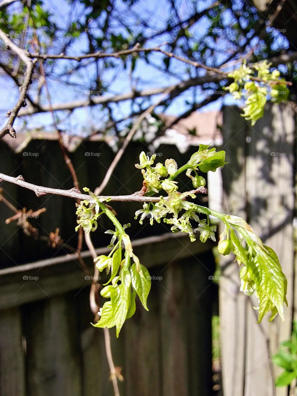 new leaves on a branch