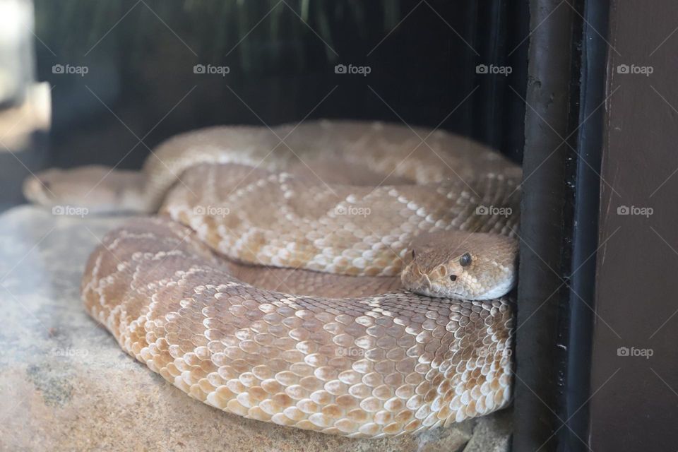 A snake that’s native to Southern California 