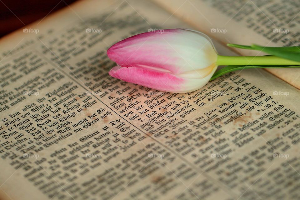 Buch mit Tulpe