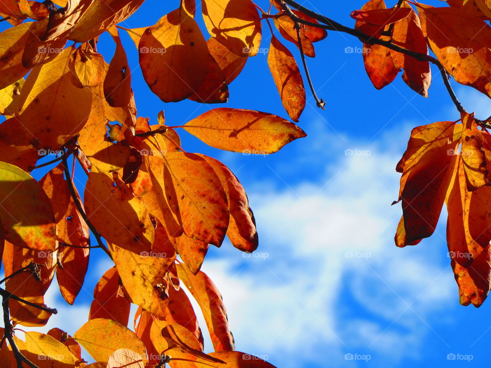 Close-up of autumn leaf