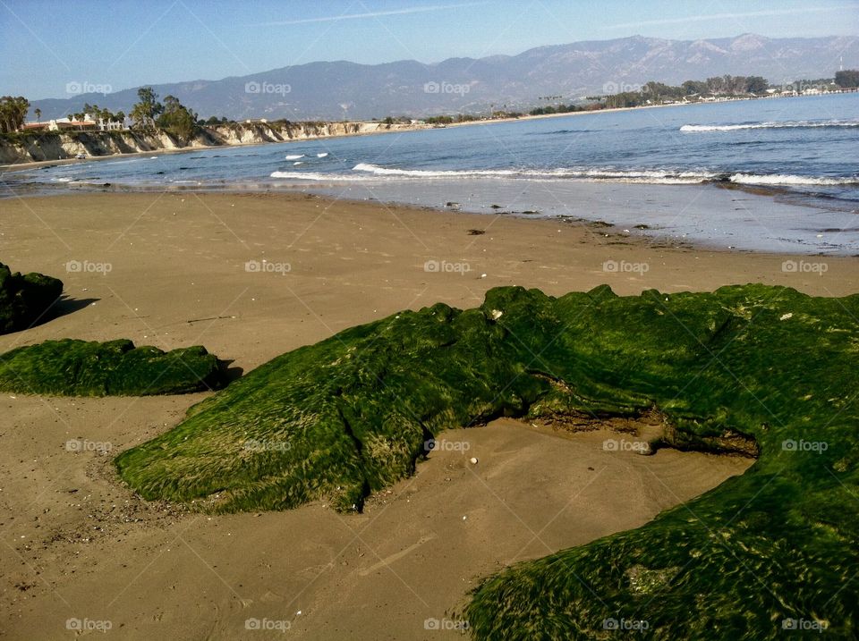 Horseshoe shaped rock covered in mass on the sunny beach of Santa Barbara California 