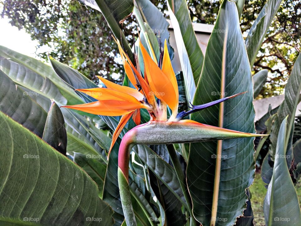 Bird of Paradise