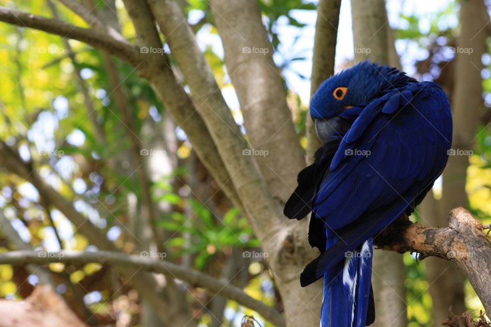 San Diego Zoo Wildlife. Exotic Bird.