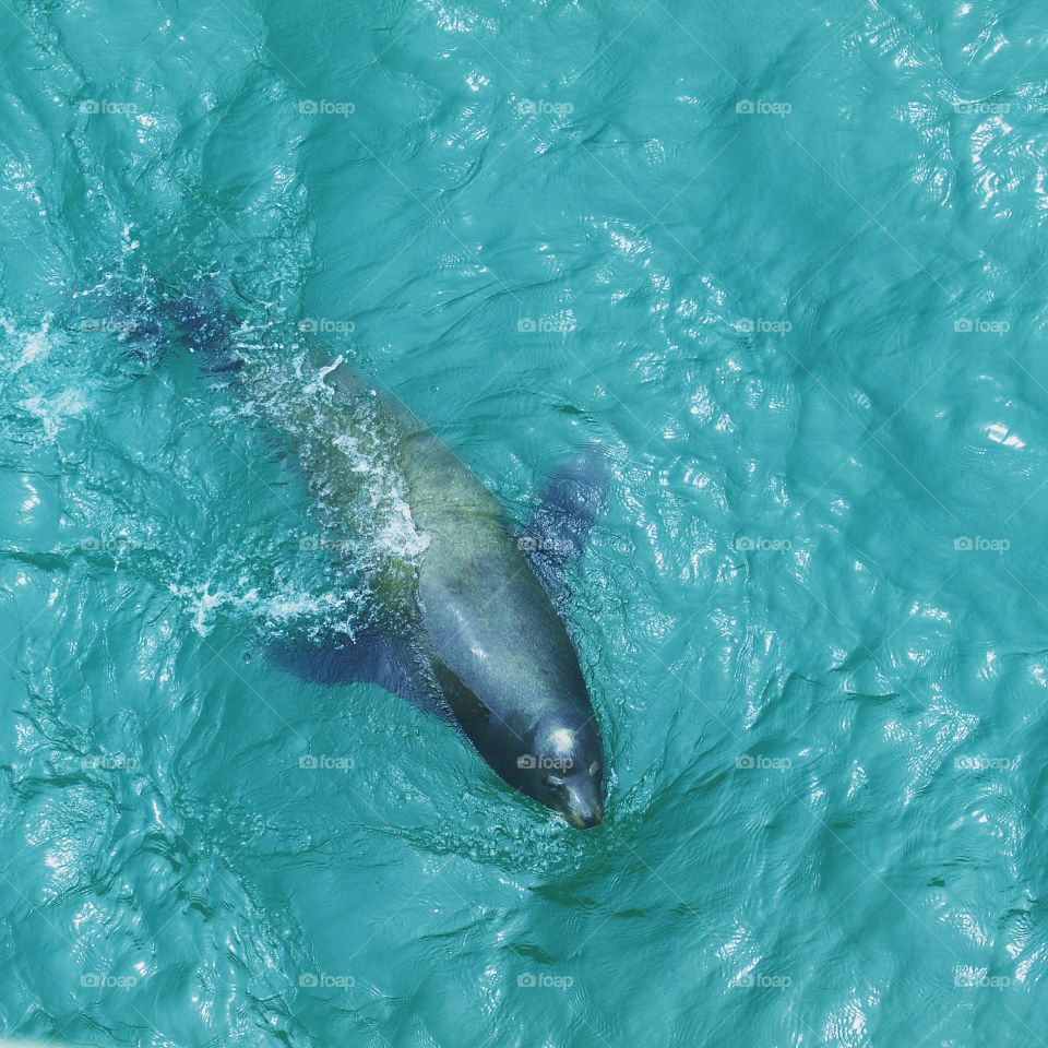 Seal, Pacifica CA