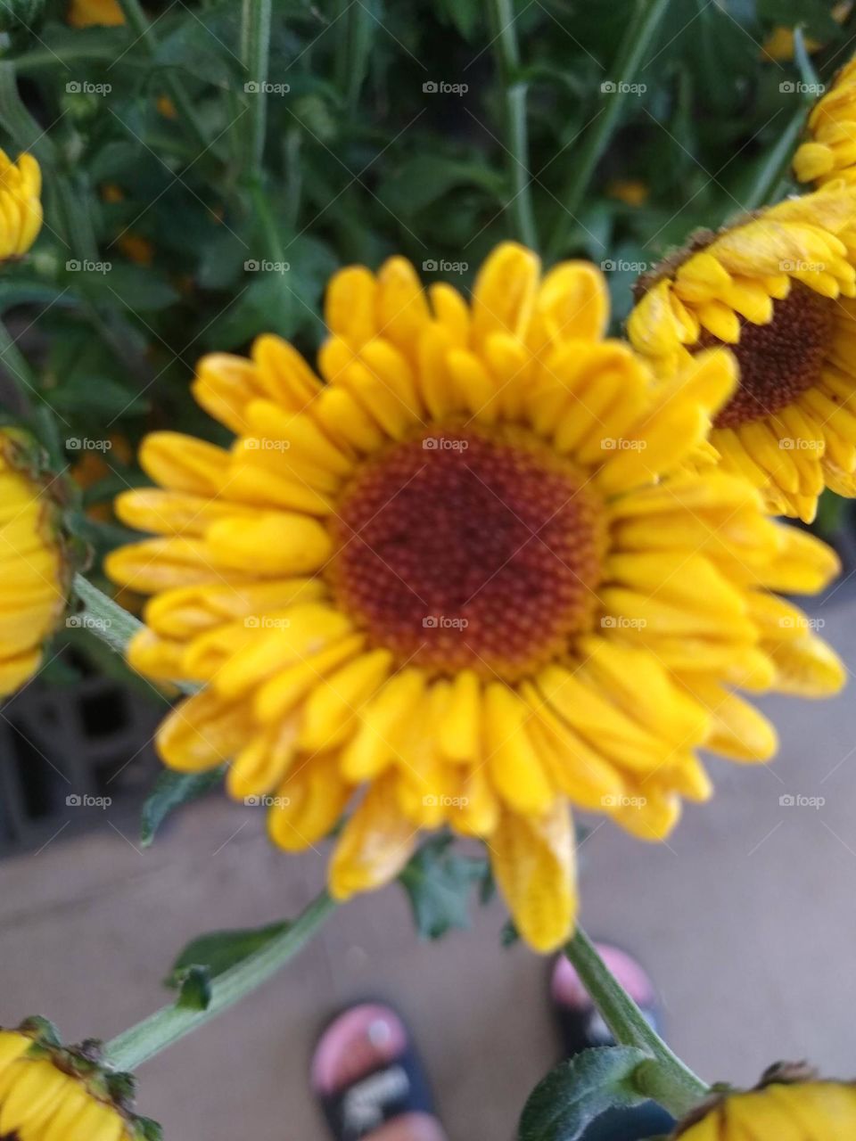 Fresh Sunflower