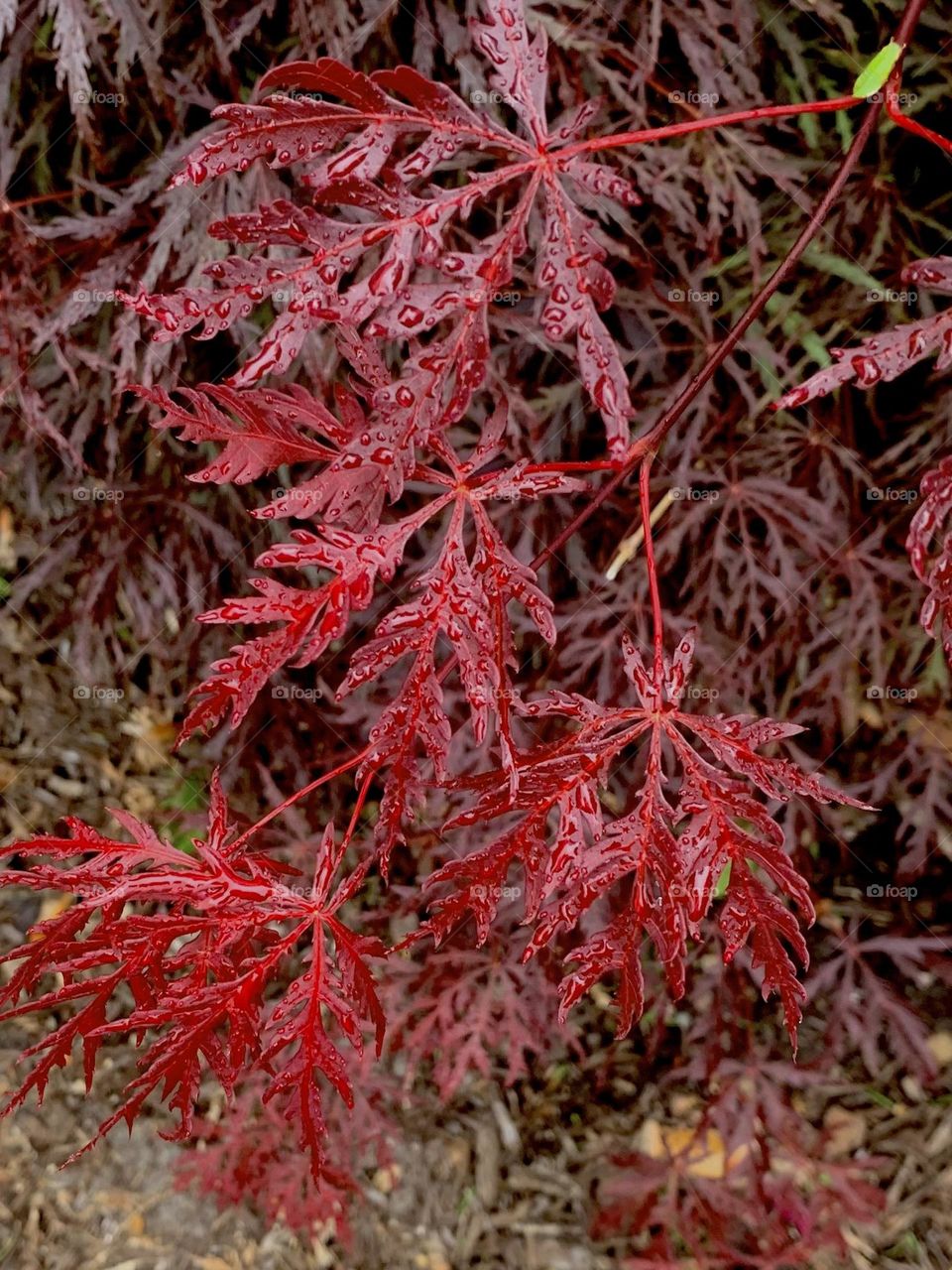 Japanese maple