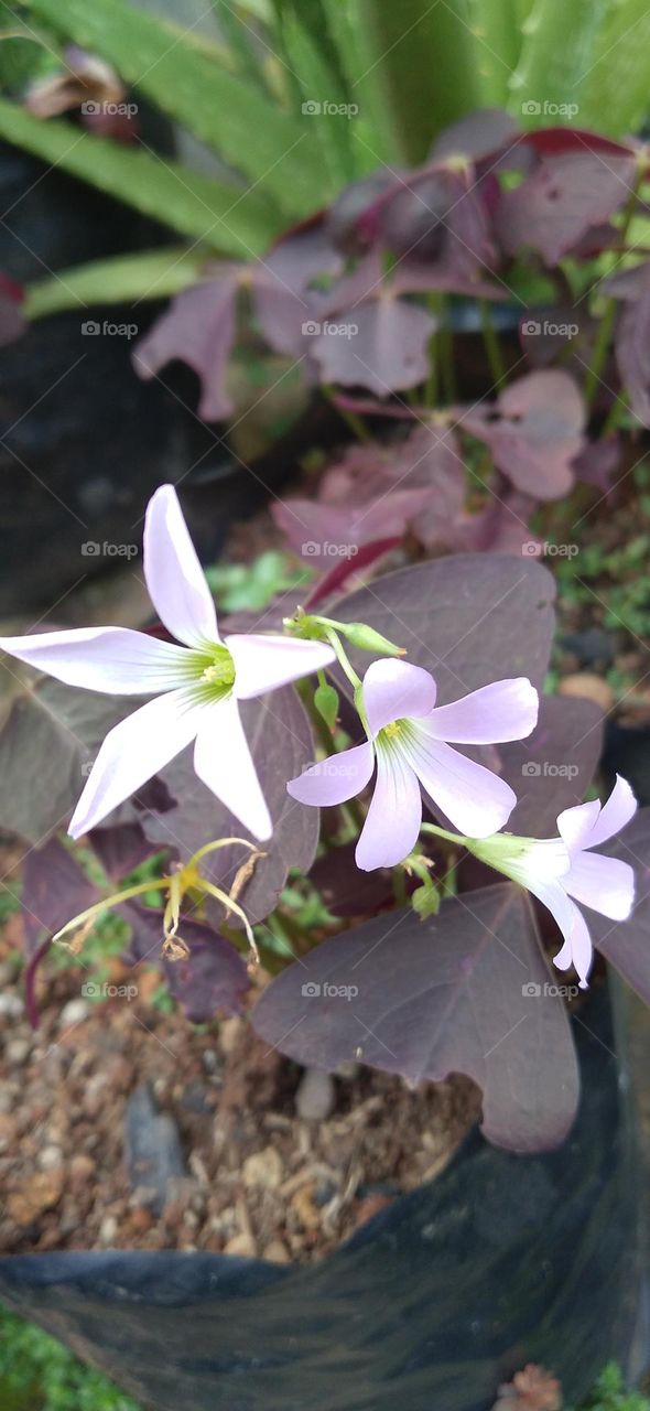 Butterfly flower is one of the ornamental plants that comes from the genus oxalis.