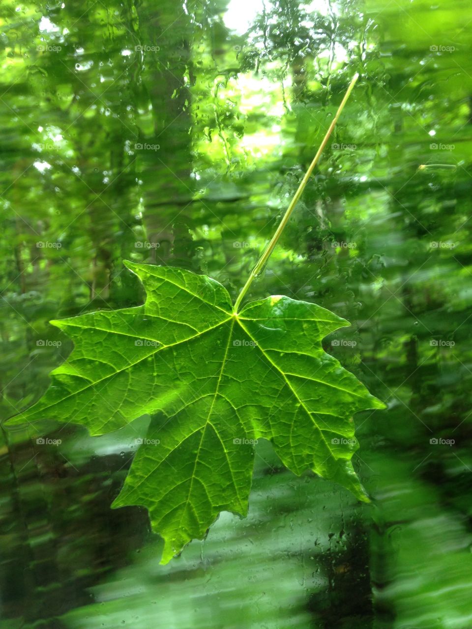 Canadian maple tree leaf