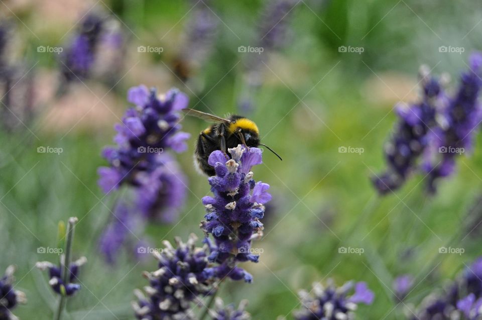 lavender flower with a bee