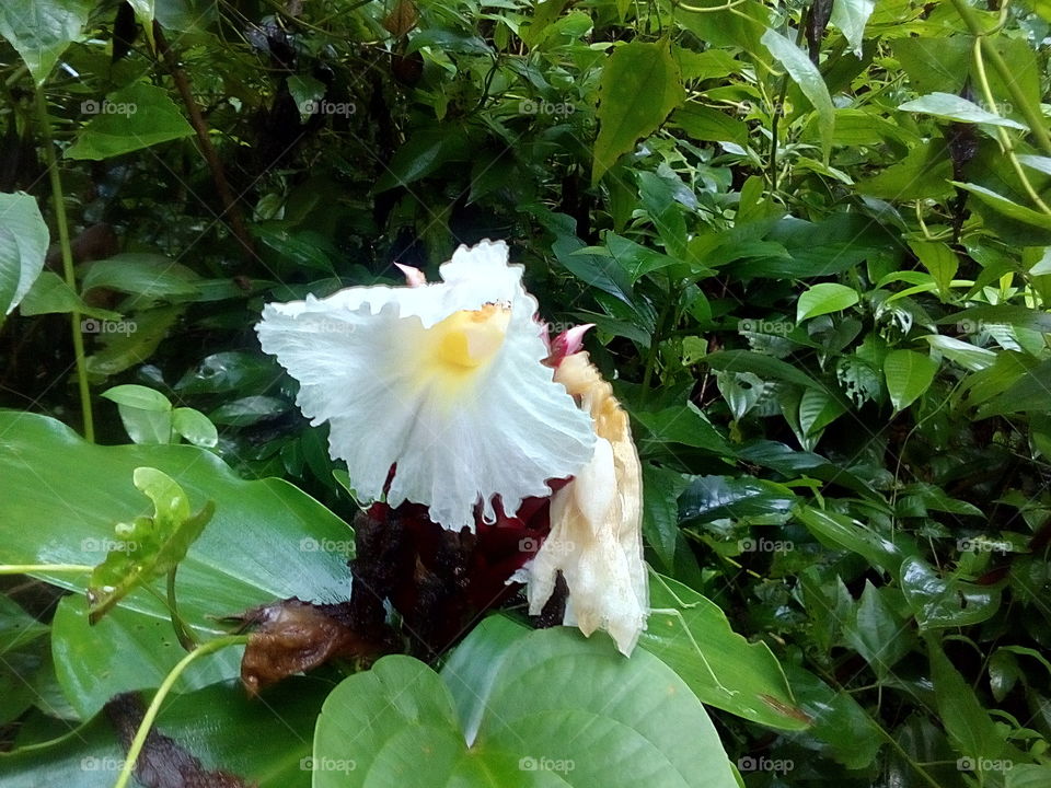 forest white flower