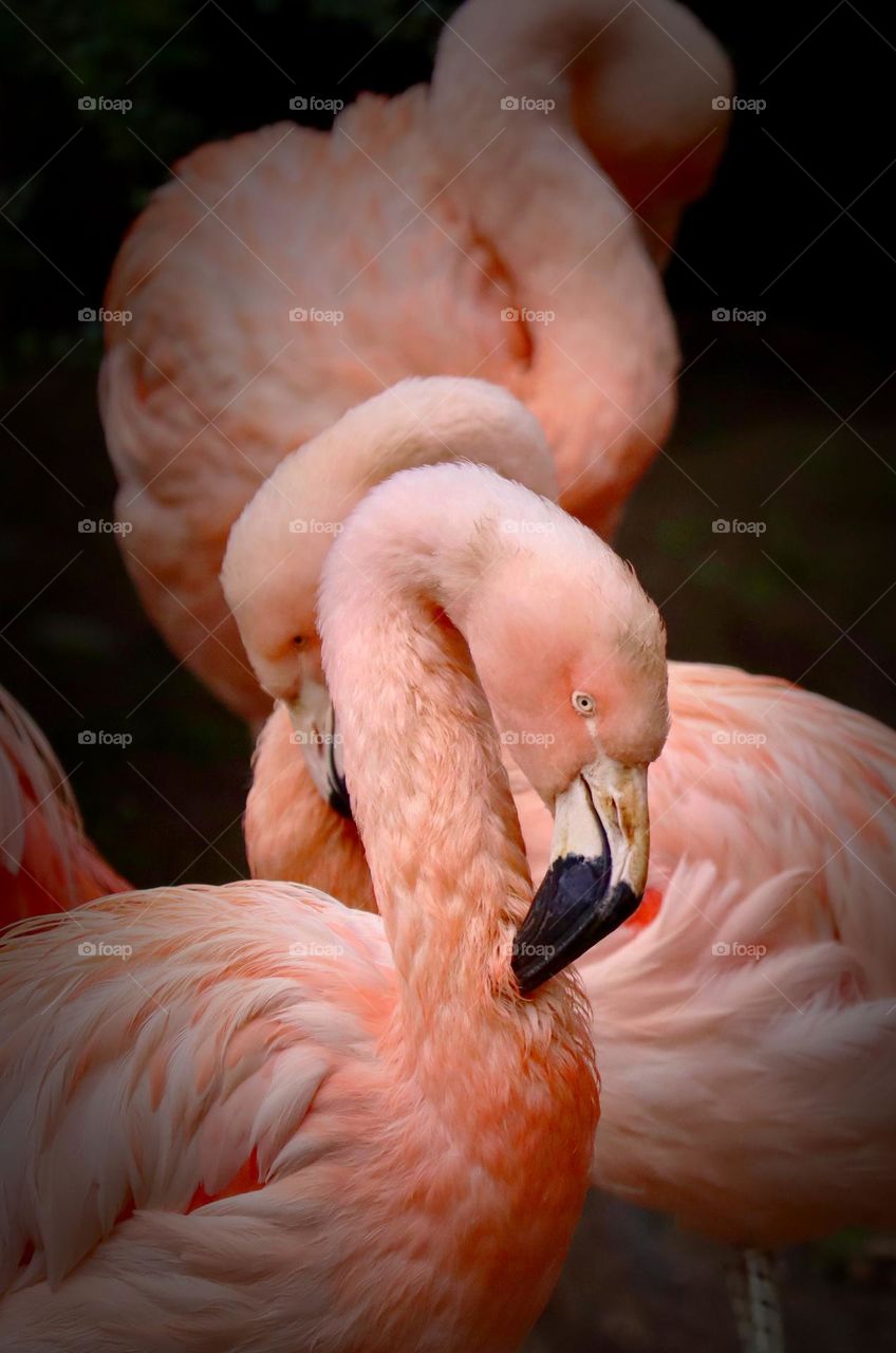 Vibrant pink flamingos groom themselves on a cool Autumn day at Woodland Park Zoo in Seattle, Washington 