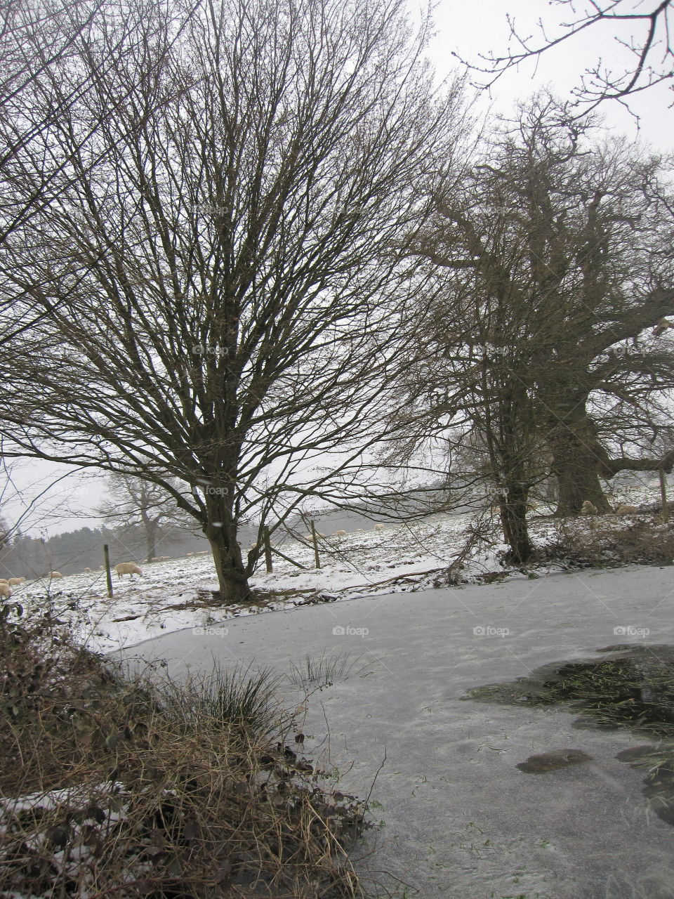 Frozen Pond