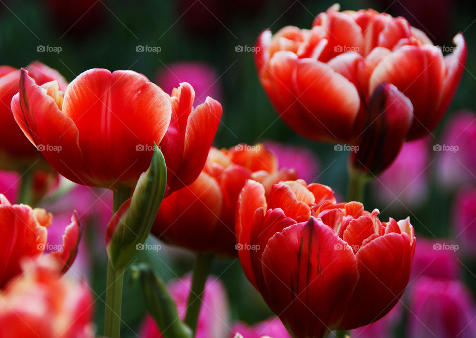 red tulips from Holland back lighting