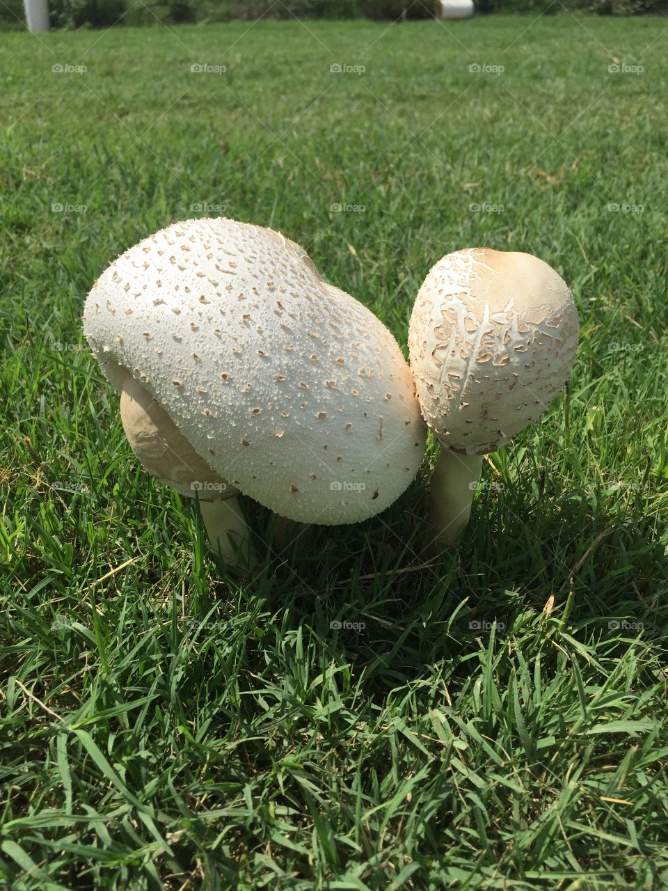 Mushrooms back to back