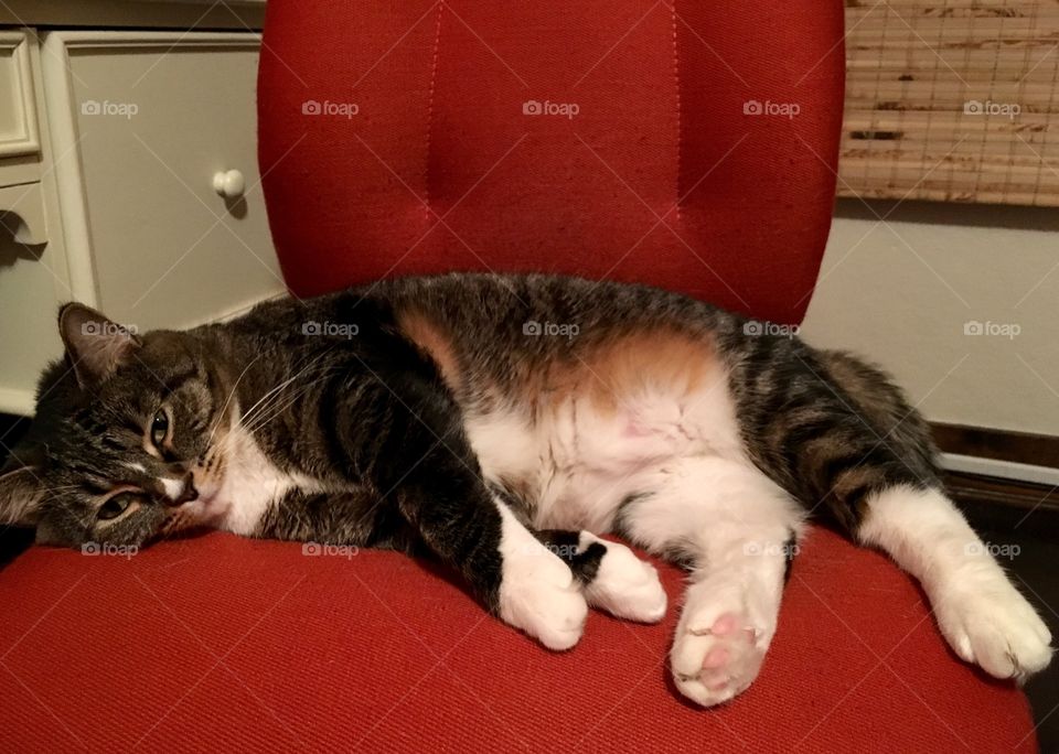 Our cat sleeping on the desk chair. 
