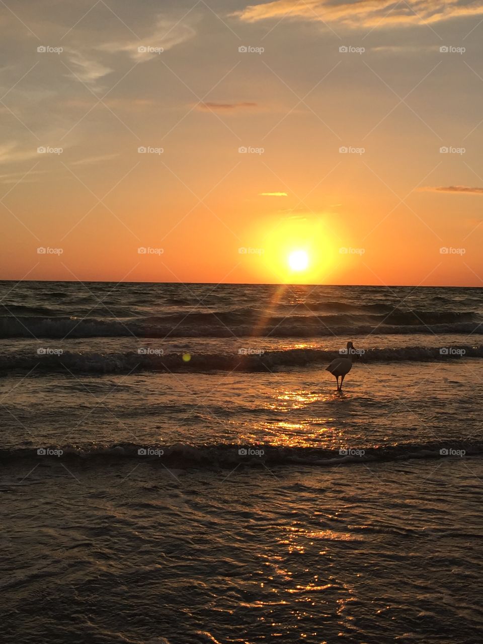 Sarasota Florida sunset with a bird in the picture 