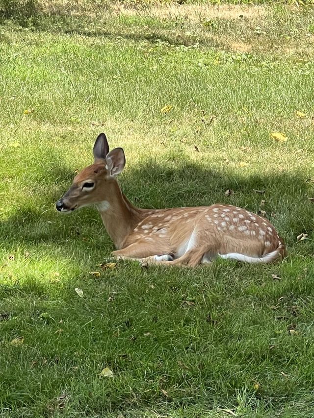 Fawn