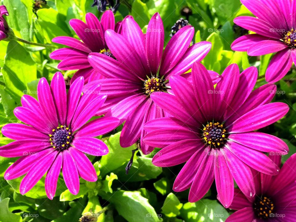 Flowers#plants#vegetation#nature#pink#colors